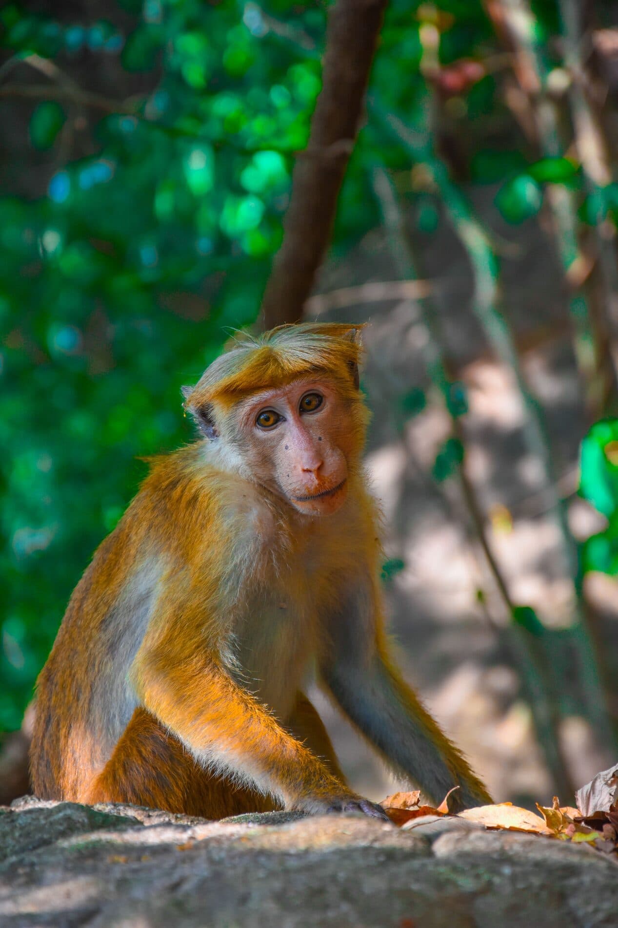Toque macaque monkey in the forest