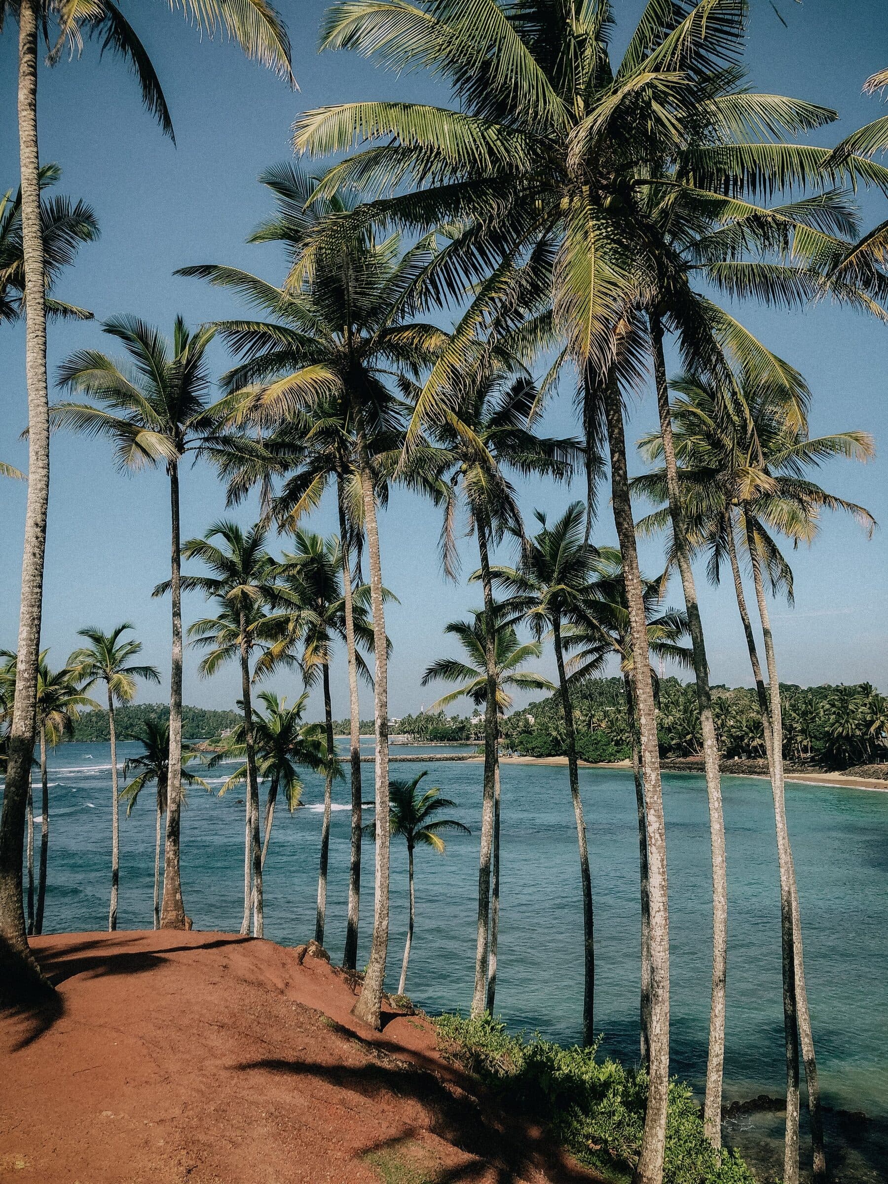 Coconut palms overlooking a turquoise bay