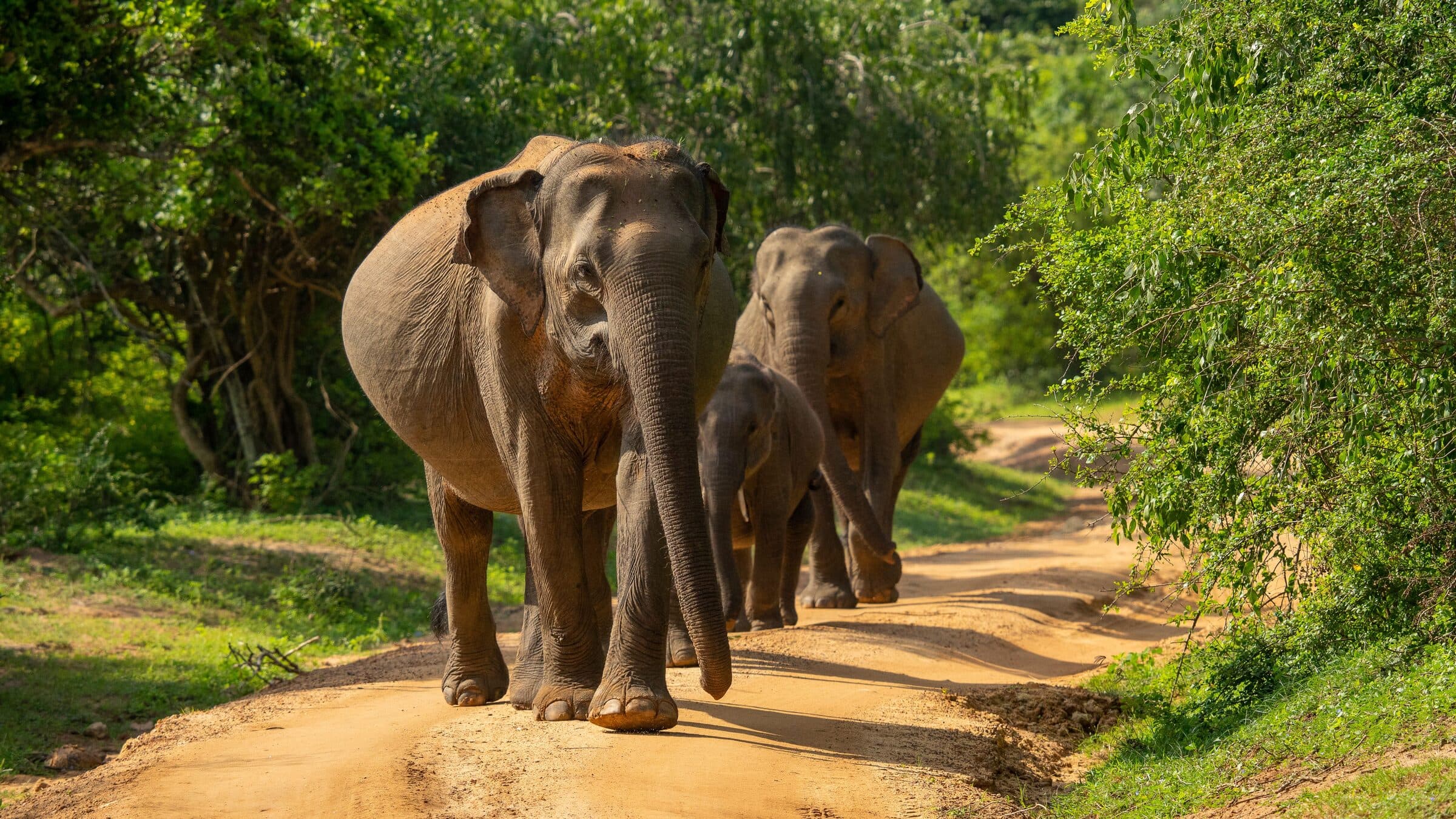 Wild elephant family walking through the jungle, Sri Lanka